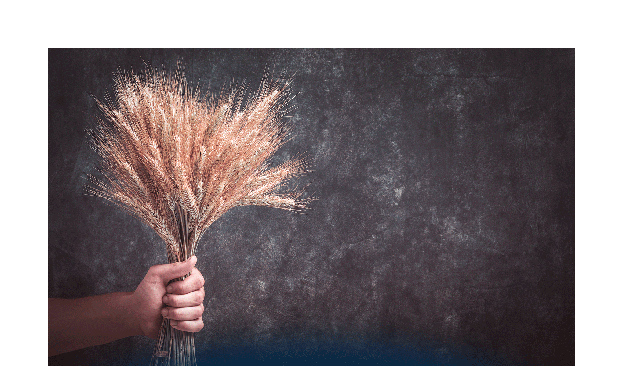 La risposta alla crisi alimentare: 2527 startup agrifood sostenibili nel mondo